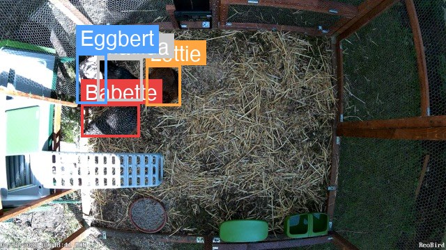 Four chickens tracked simultaneously