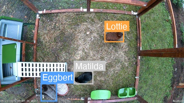 Three chickens detected in the coop