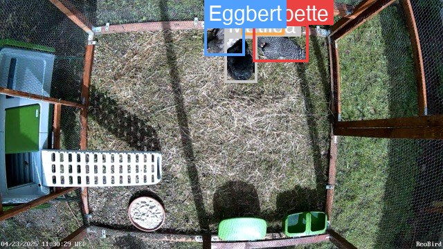 Per-chicken classification with bounding boxes
